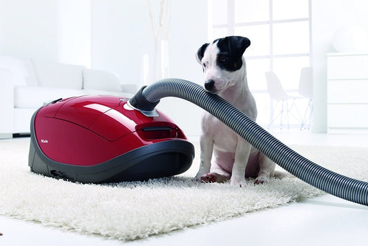 5 Ways to a Cleaner Cat and Dog Home - Buckhead Vacuums
