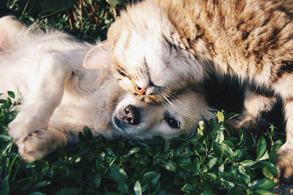 Furry Family Members Bring Changes to your Home - Buckhead Vacuums