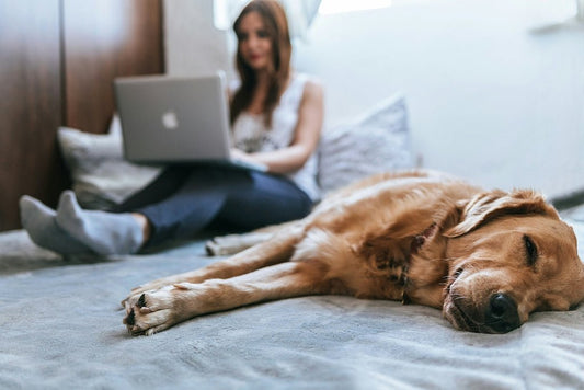 Making Your Home Safe for Your Pets - Buckhead Vacuums