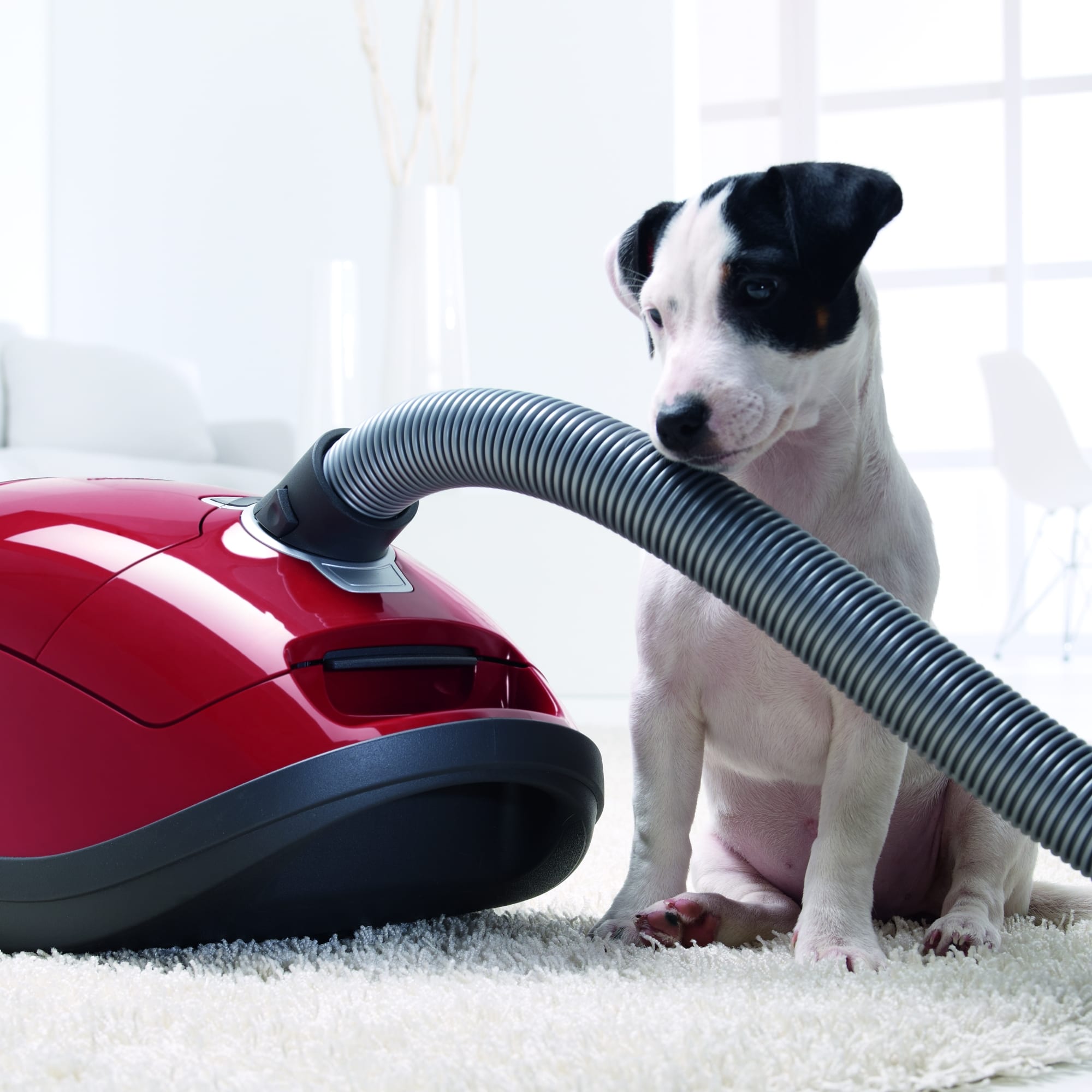 Miele Complete C3 HomeCare Pure Suction Canister Vacuum - Osseo Vacuum