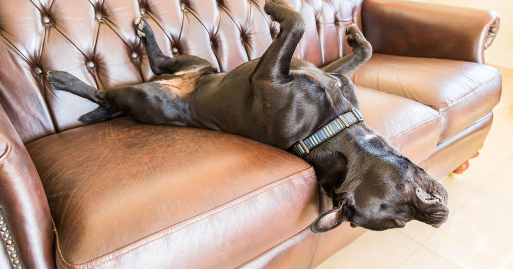 dog lying upside down on a leather sofa