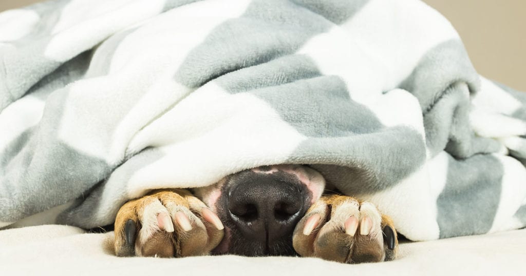 Nose and paws of dog sticking out of blanket