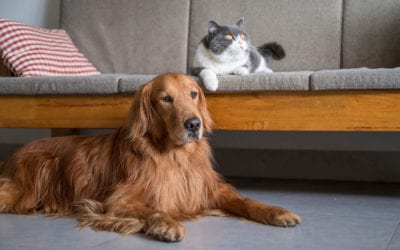 Pet Owner Tips for Buying the Right Vacuum
